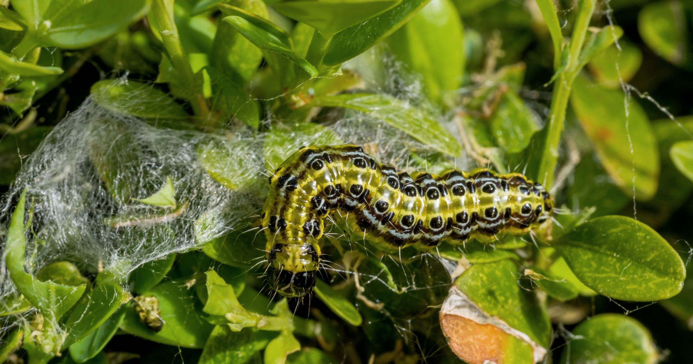 Buchsbaumzünsler: Entsorgung von befallenen Sträuchern mit dem Gartenabfall